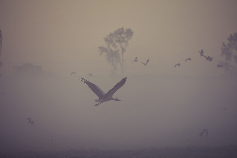 Ooievaar vliegt in de mist
