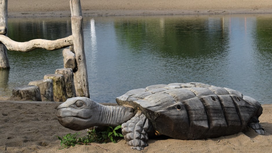 Schildpad op het strand