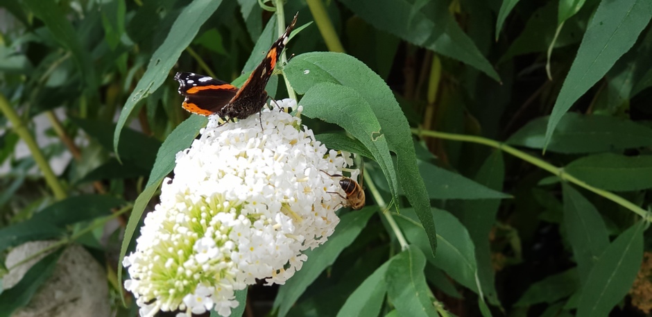 Vlinders en bijen in de tuin