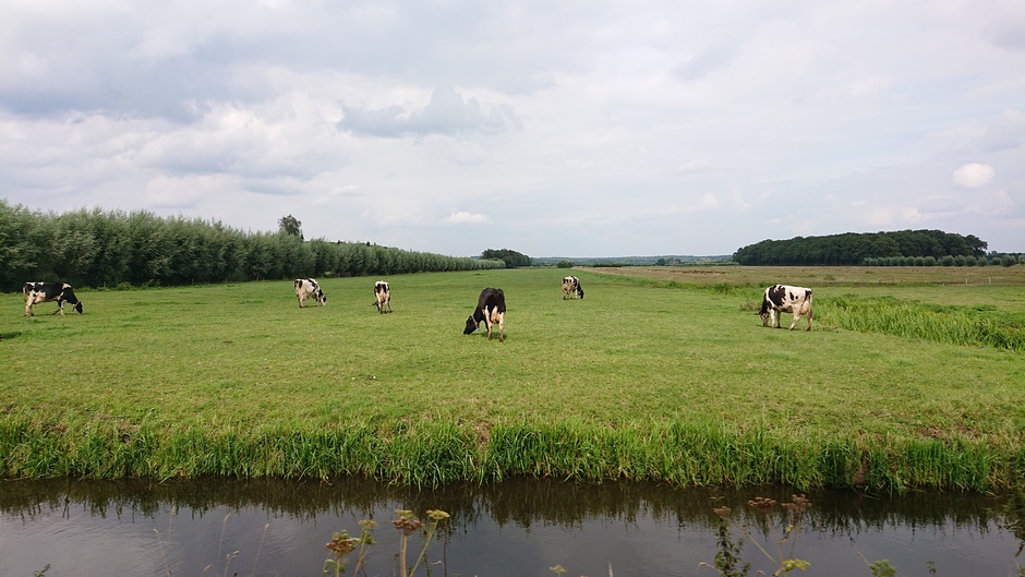 Koeien bij Langbroek