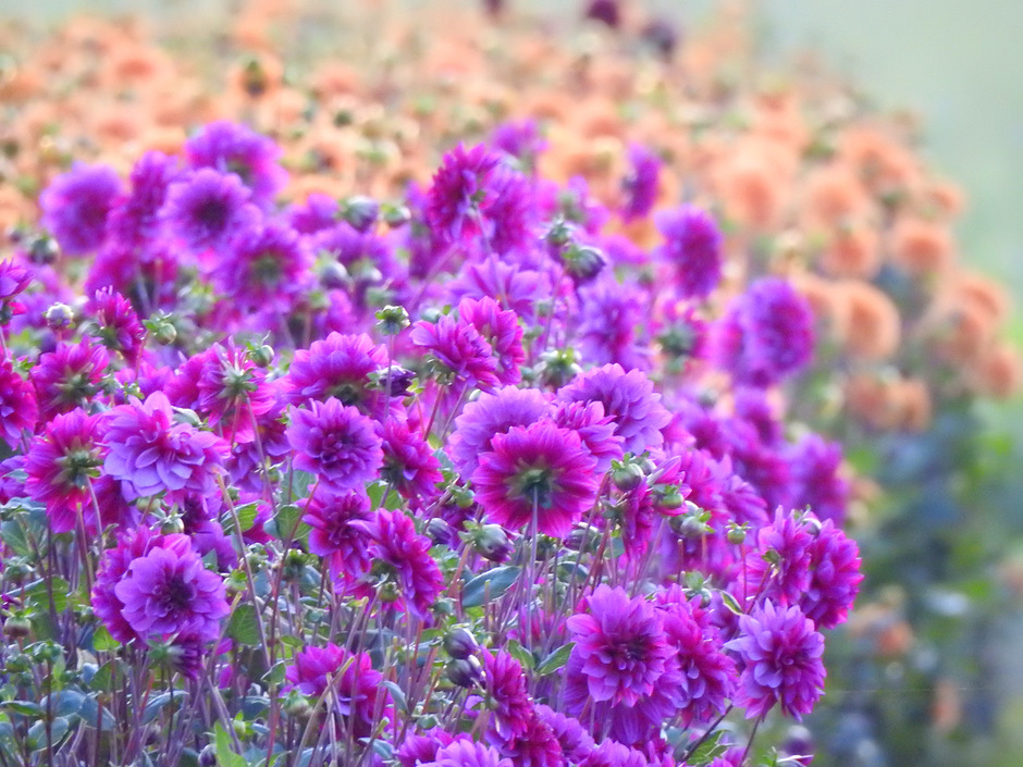 Mooie kleuren Dahlia's die voor het bloemencorso in Vollenhove nodig zijn.