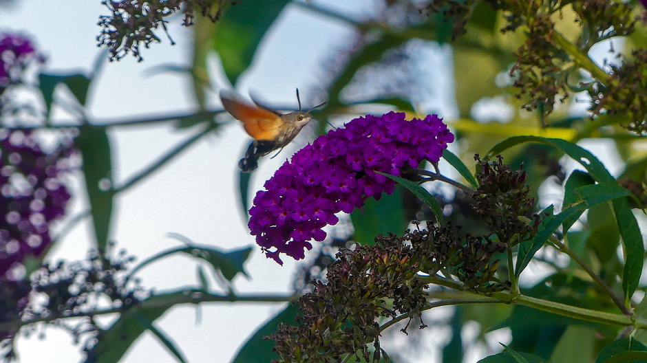 kolibrievlindertje