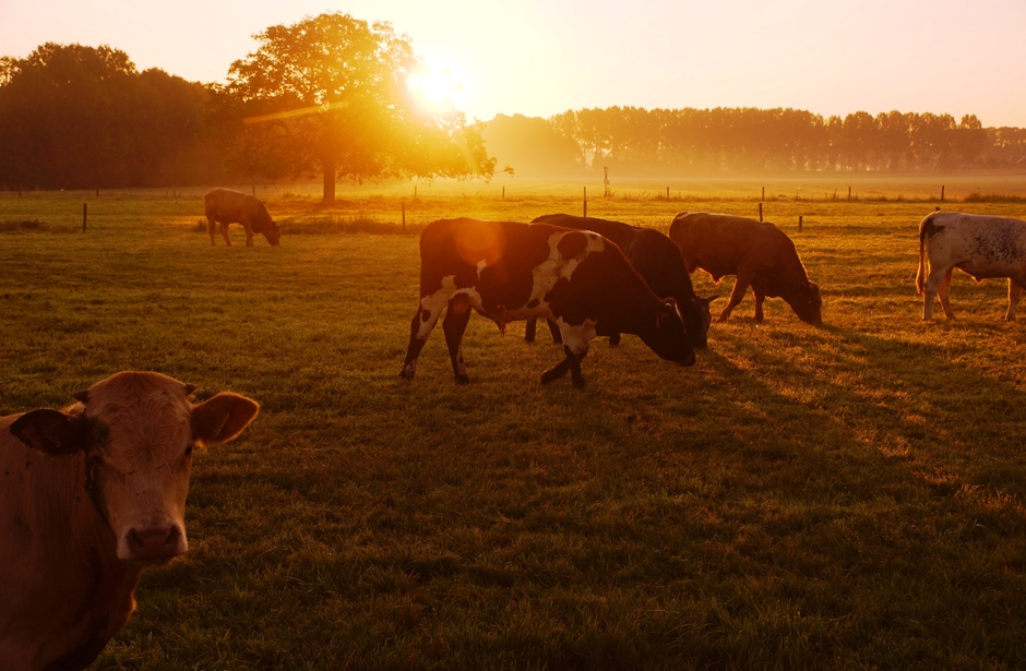 mooie zonsopgang met koeien in de wei