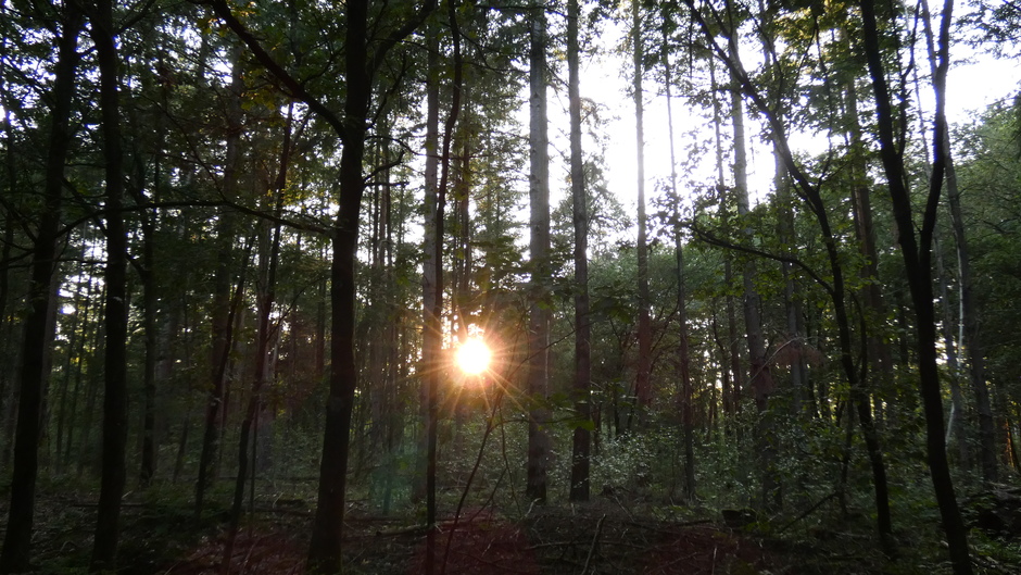 avondzon in de bossen van de Veluwe