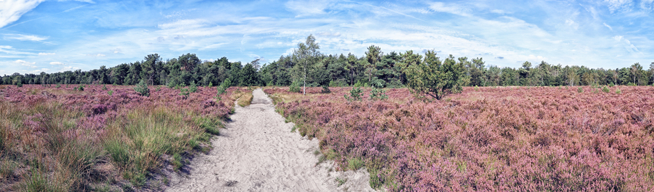 Panorama Rucphense Heide
