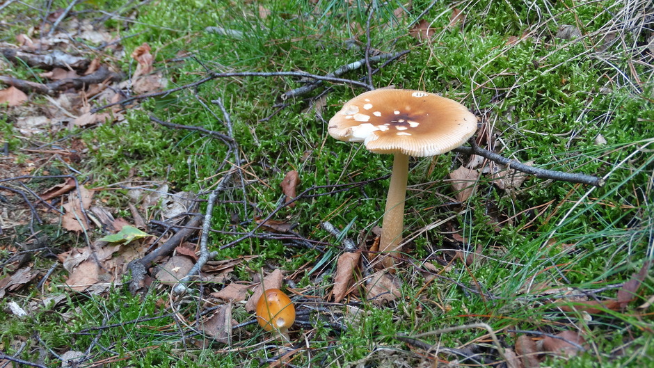 Herfst = paddenstoelen