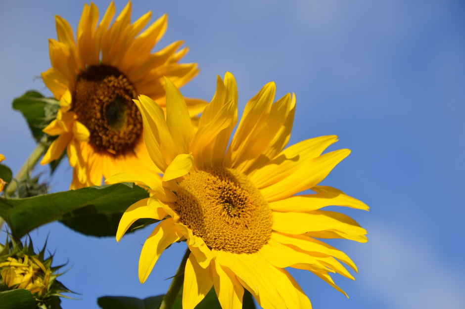 zon-zonnebloemen