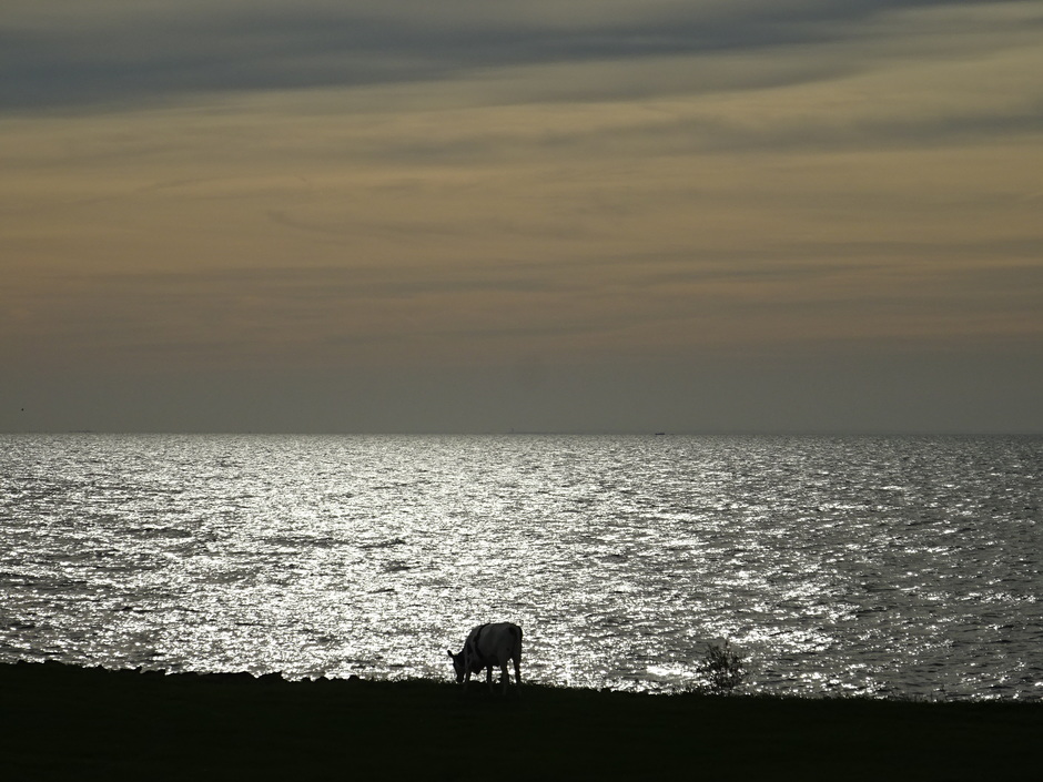 Koeien grazen op het gras aan het IJsselmeer