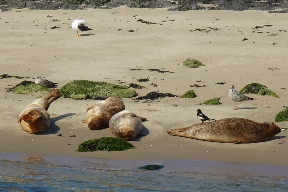 Groep zeehonden in zon, veel bootjes, strand/zee, driemaster, spelen in zee, wandelen in duinen