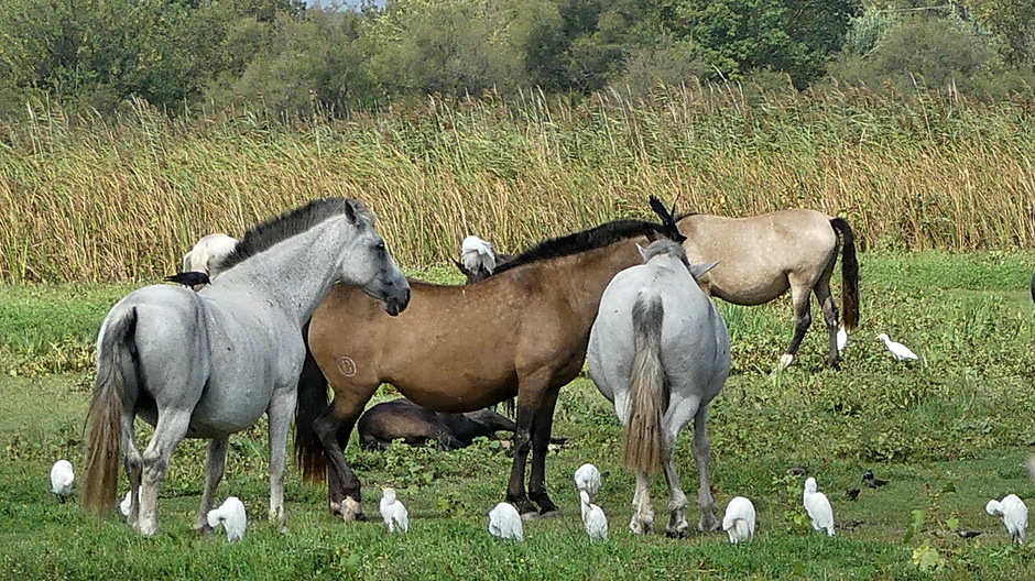 Paarden