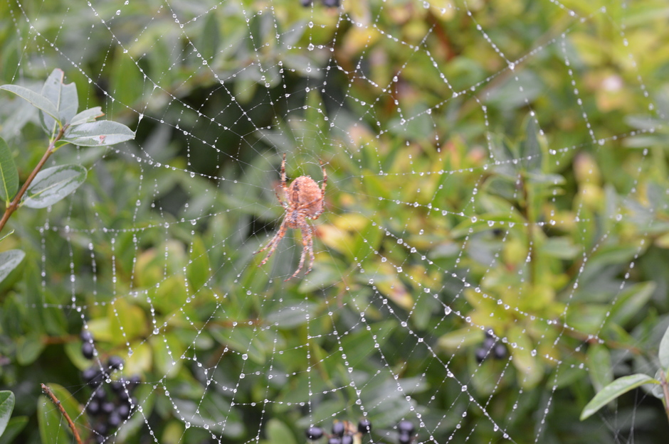 web met regendruppeltjes
