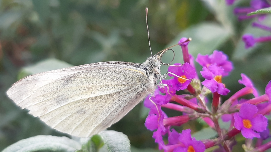 Vlinder op de bloemetjes in de vlindertuin in Emmeloord.