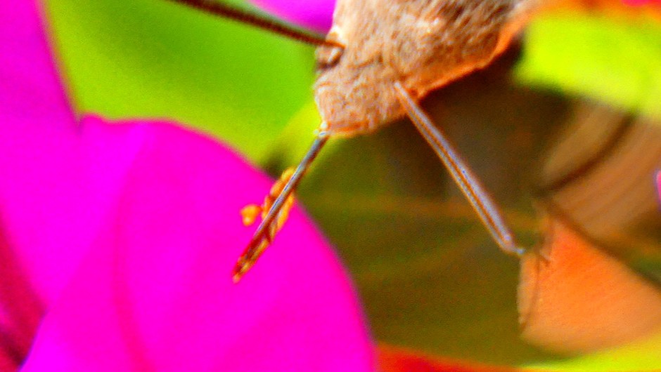 de kop van de kolibrievlinder