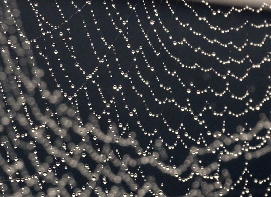 Regendruppels in spinnenweb.