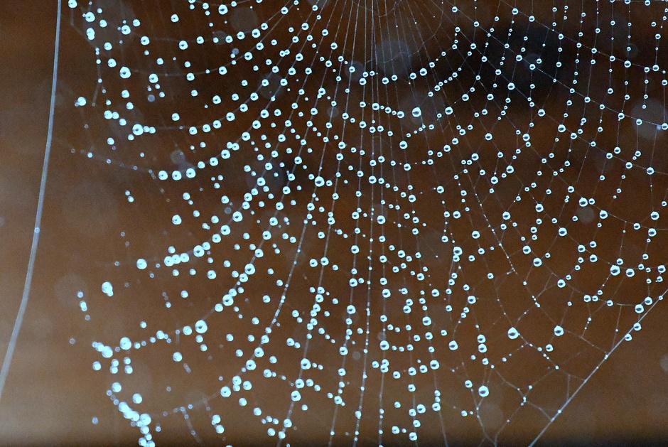 Regendruppels in spinnenweb. 