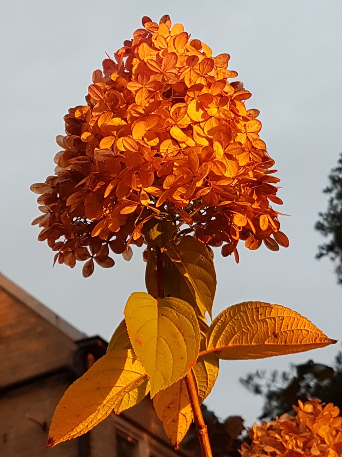 Gouden hortensia