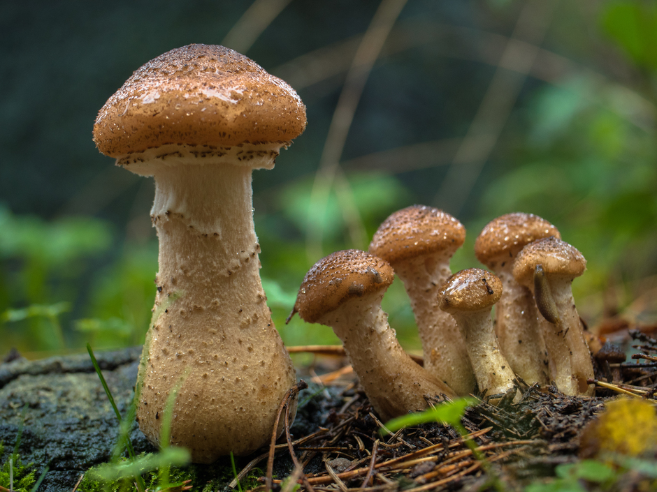 Groep paddenstoelen