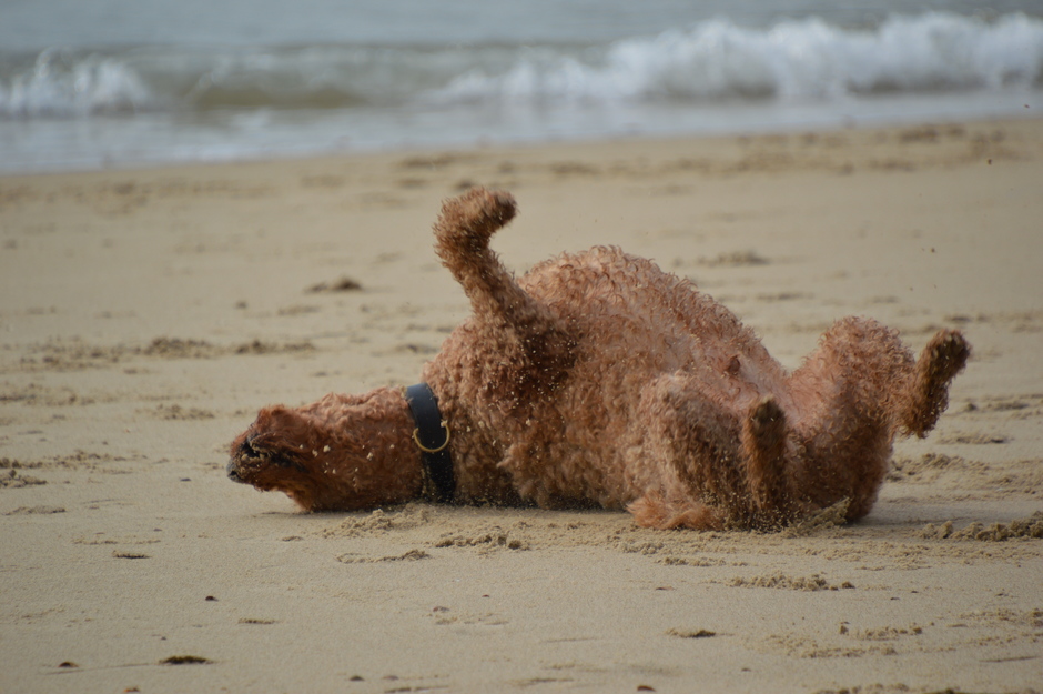 hond op het strand