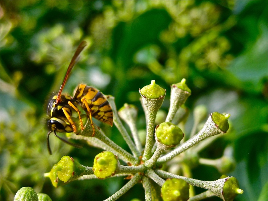 Wespen vliegen uit op bloeiende klimop