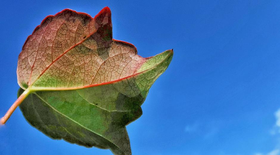 Blauwe lucht en verkleurend herfstblad 