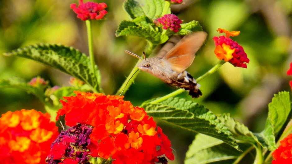 Kolibrievlinder op lantana, je ziet goed zijn oogje