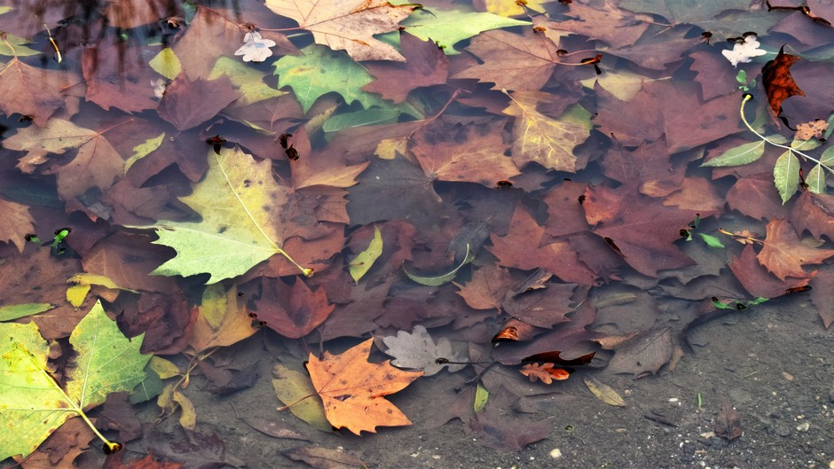 Herfstbladeren in een waterplas