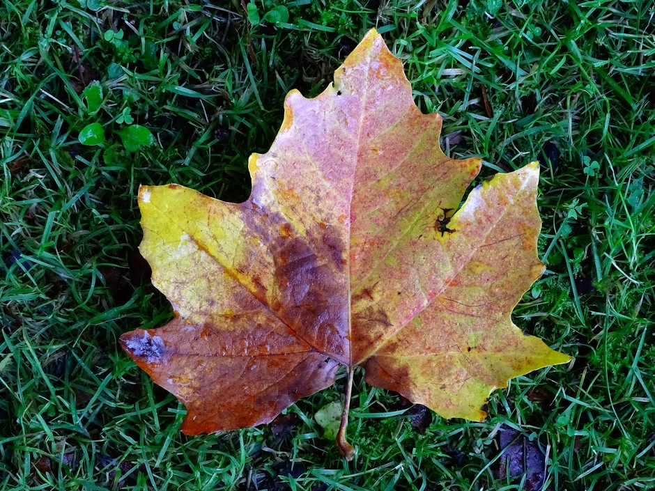 Herfstkleuren in blad.