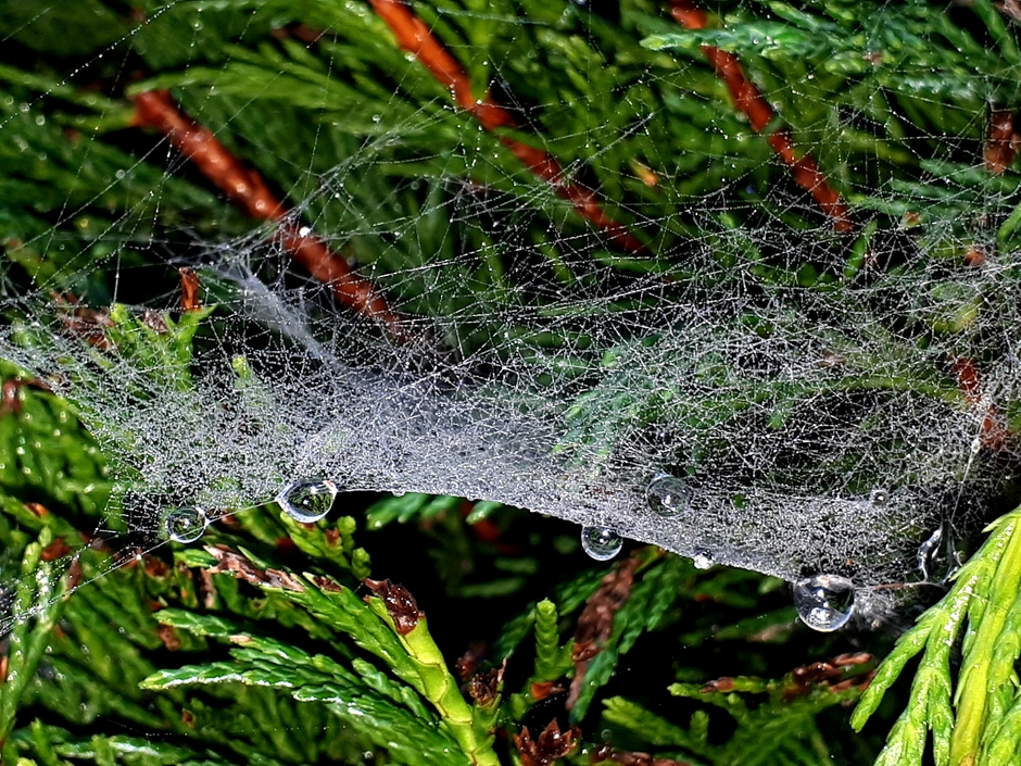 Dicht spinnenweb met ochtenddauwdruppels. 