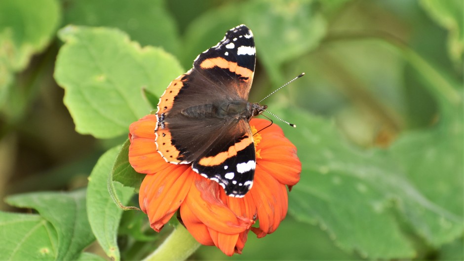 Nog best veel vlinders gezien vandaag 25 oktober