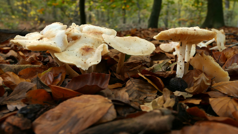 De Bilt Groep paddenstoelen