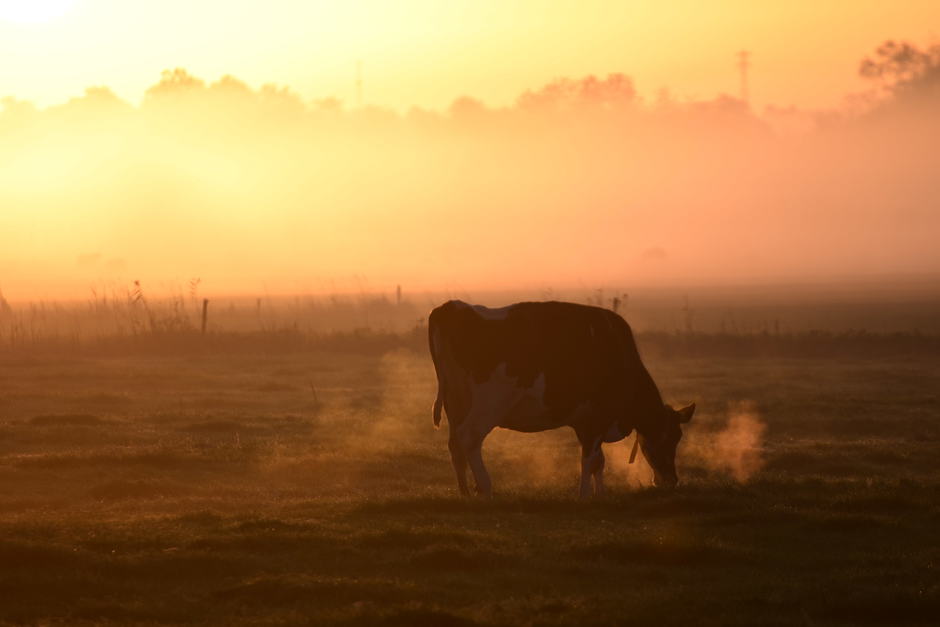 Koe in de mist bij zonsopkomst.