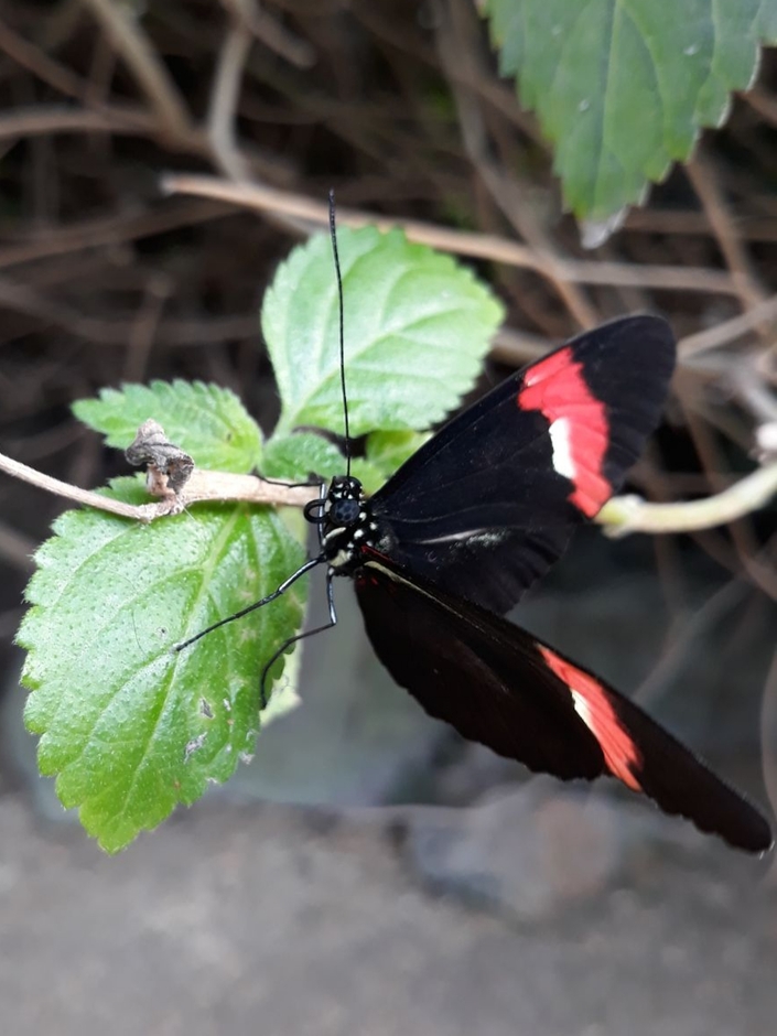 Heliconius Erato vlinder
