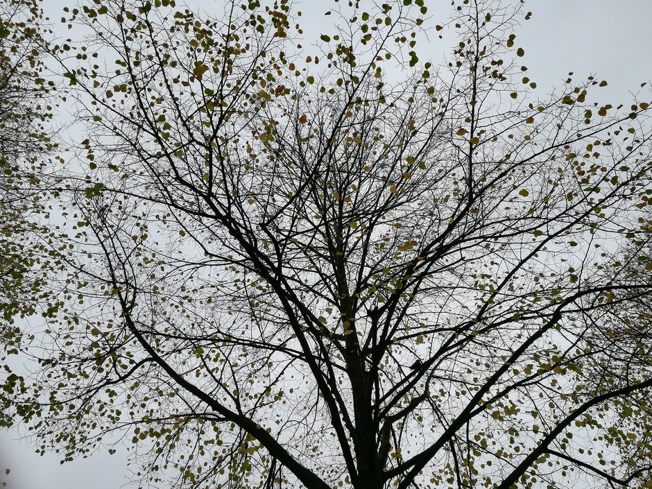 Grijs weer vandaag, bomen snel kaal