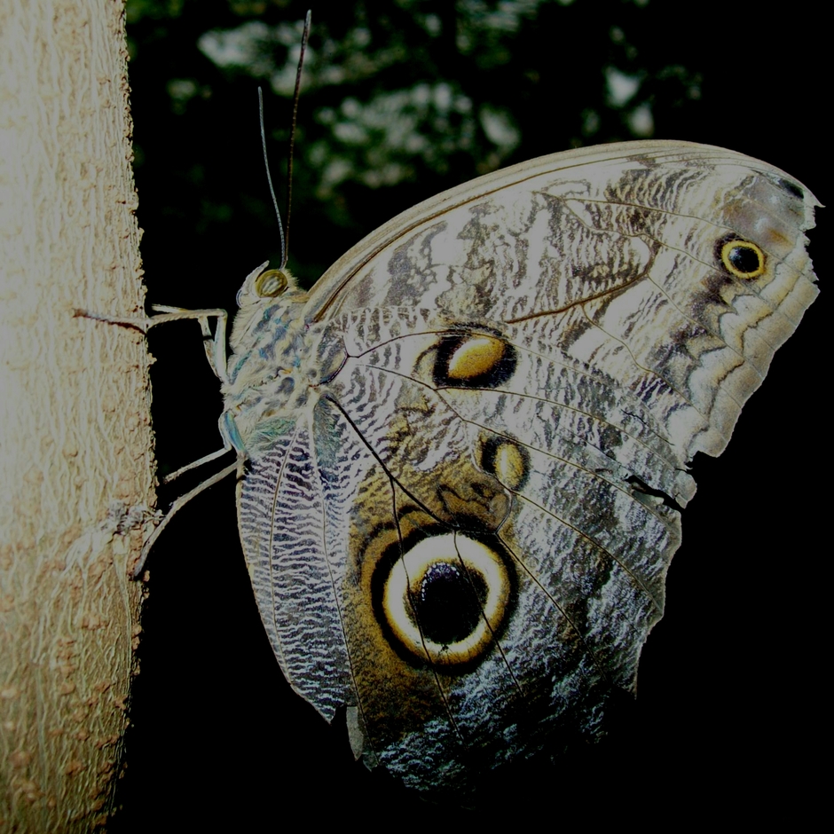 Caligo Memnon vlinder