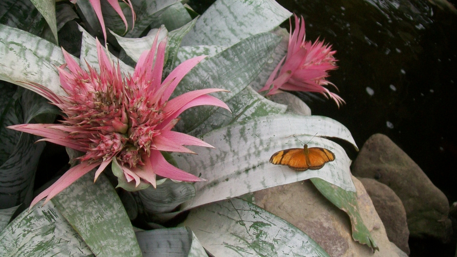 Mooie tropische bloemen met oranje vlinder erop