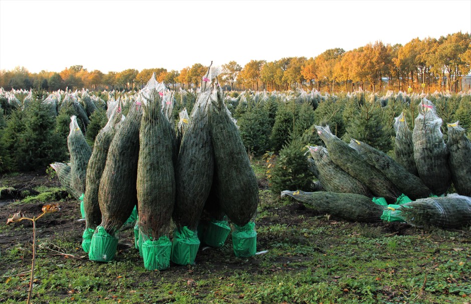 Kerstbomen zijn er klaar voor