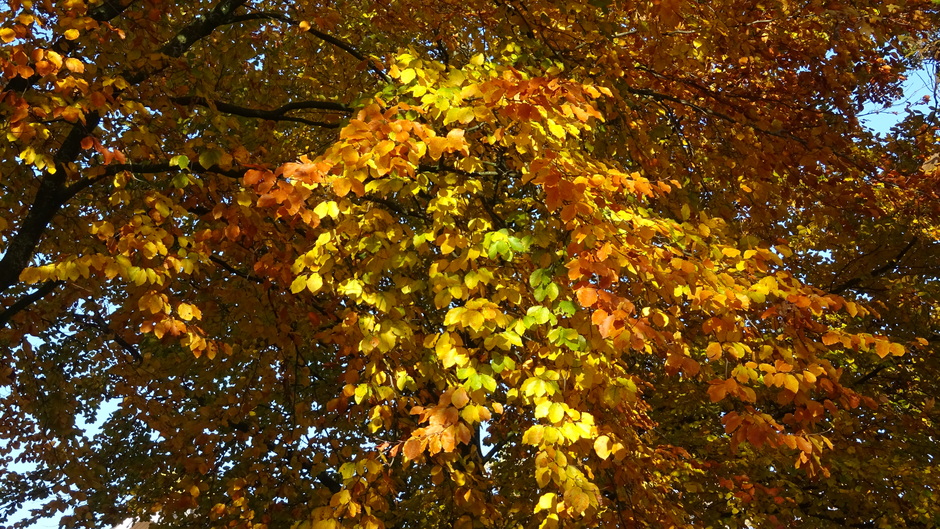 Mooie herfstbladeren in de natuur 
