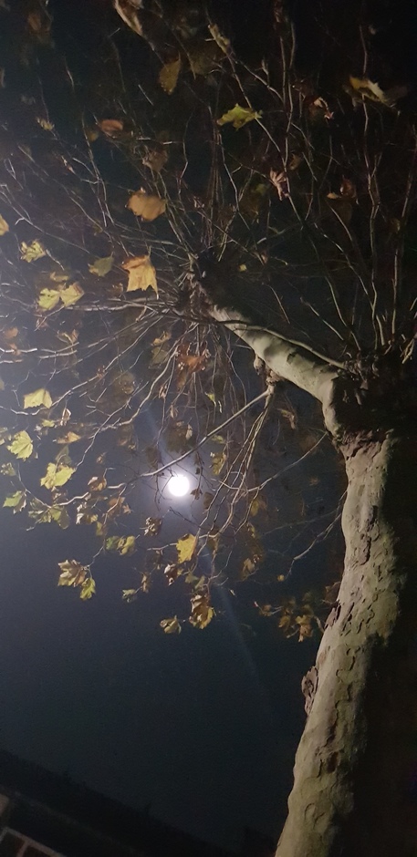 Zie de maan schijnt door de bomen....