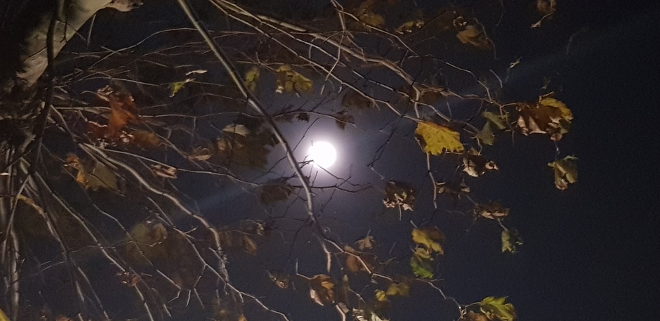 Zie de maan schijnt door de bomen....