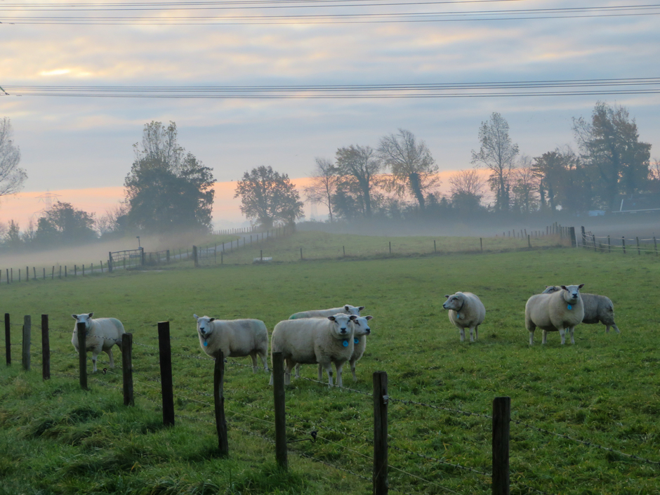 zonsopkomst en nieuwsgierige schapen 