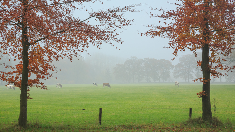Koeien in de Mist