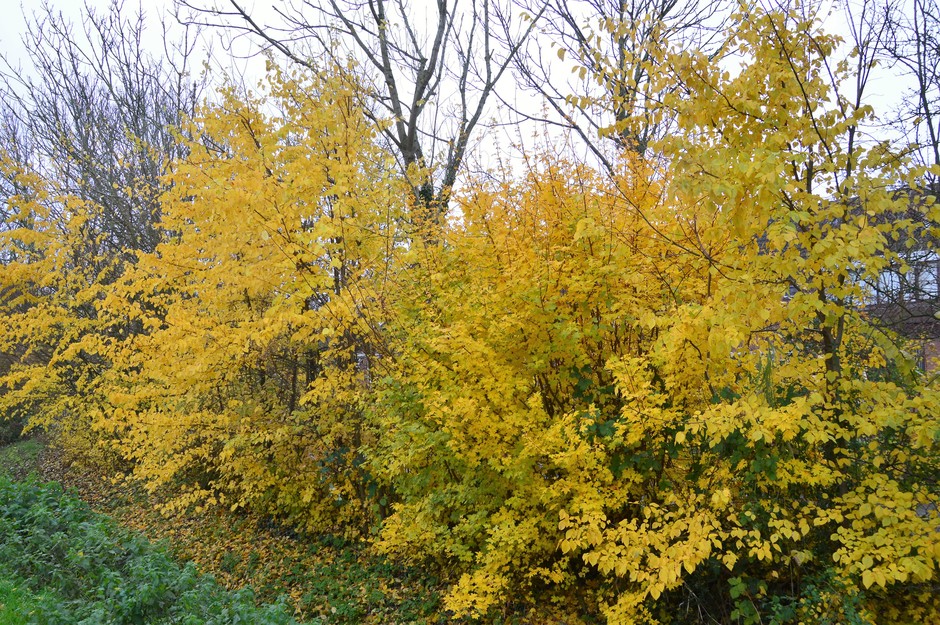 Een gele herfstkleur