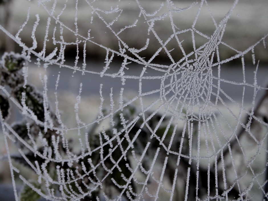 Een spinnenweb ziet er schitterend uit!
