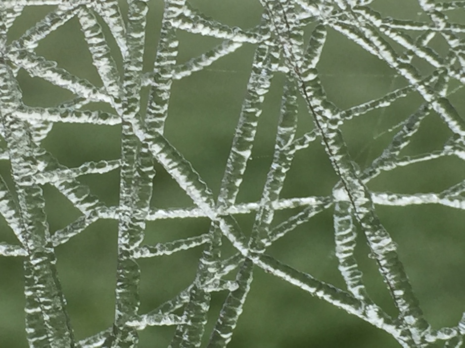 Bevroren waterdruppels op spinnenwebdraden zorgen voor een echt kunstwerk