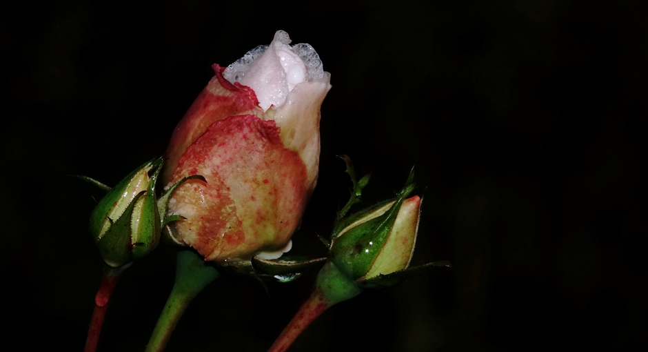 Grijs kil en regen. Nog een enkele rozenknop in mijn hof.