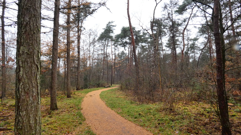 Grijs en nat weer in de Veluwse bossen