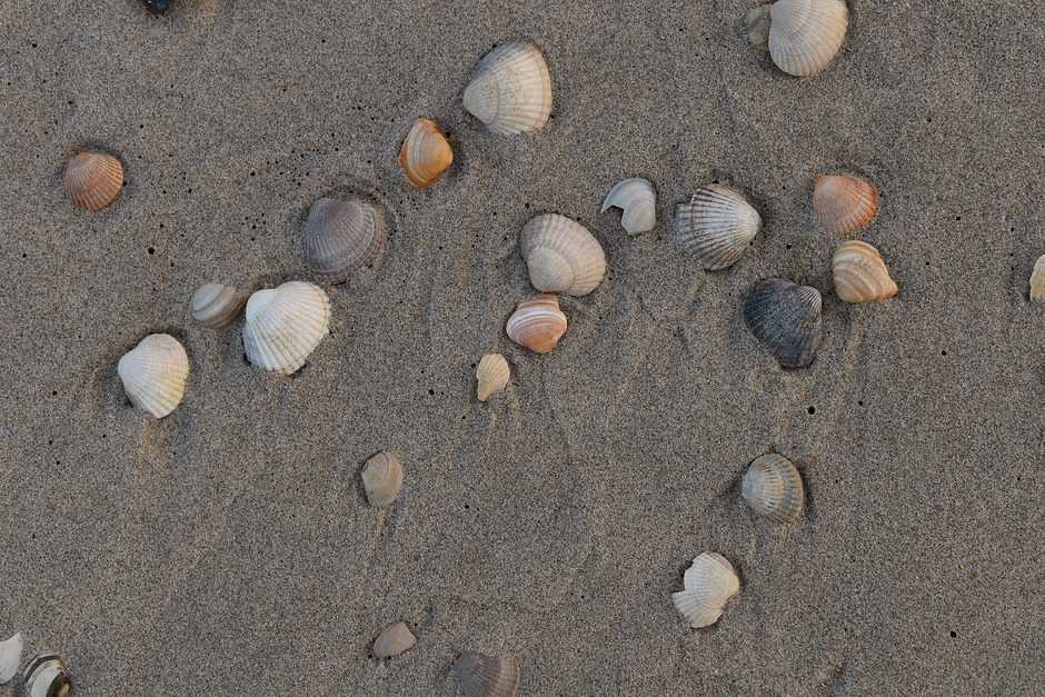 Aangespoelde schelpen op het strand