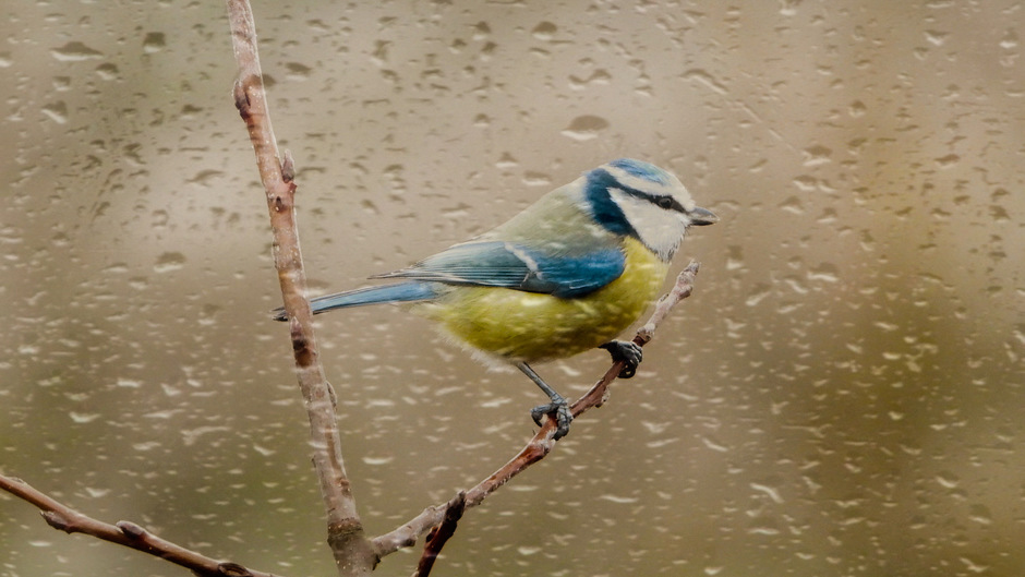 Een Pimpelmees in de regen.