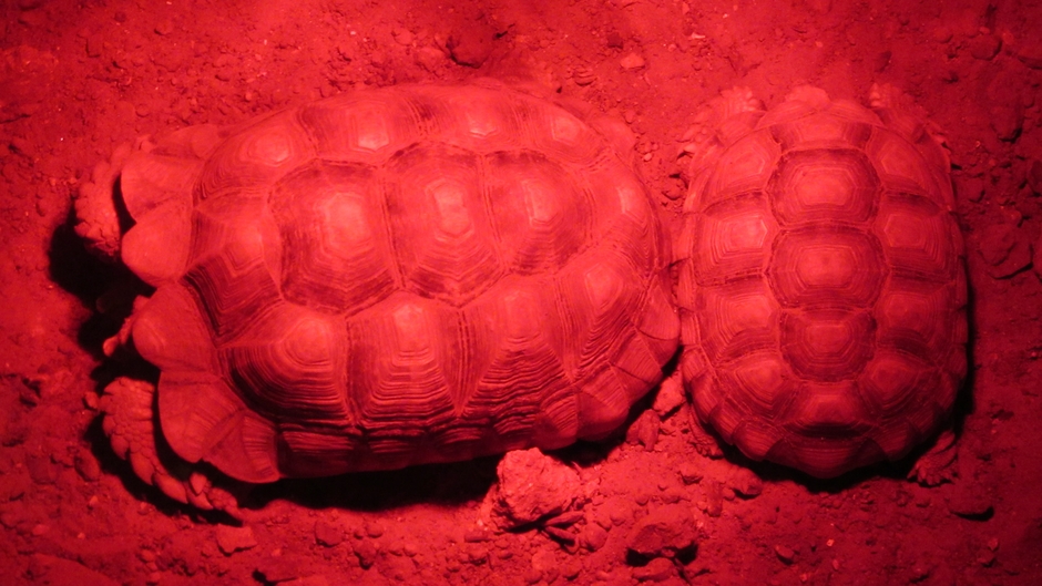 Schildpadden onder de warmtelamp  