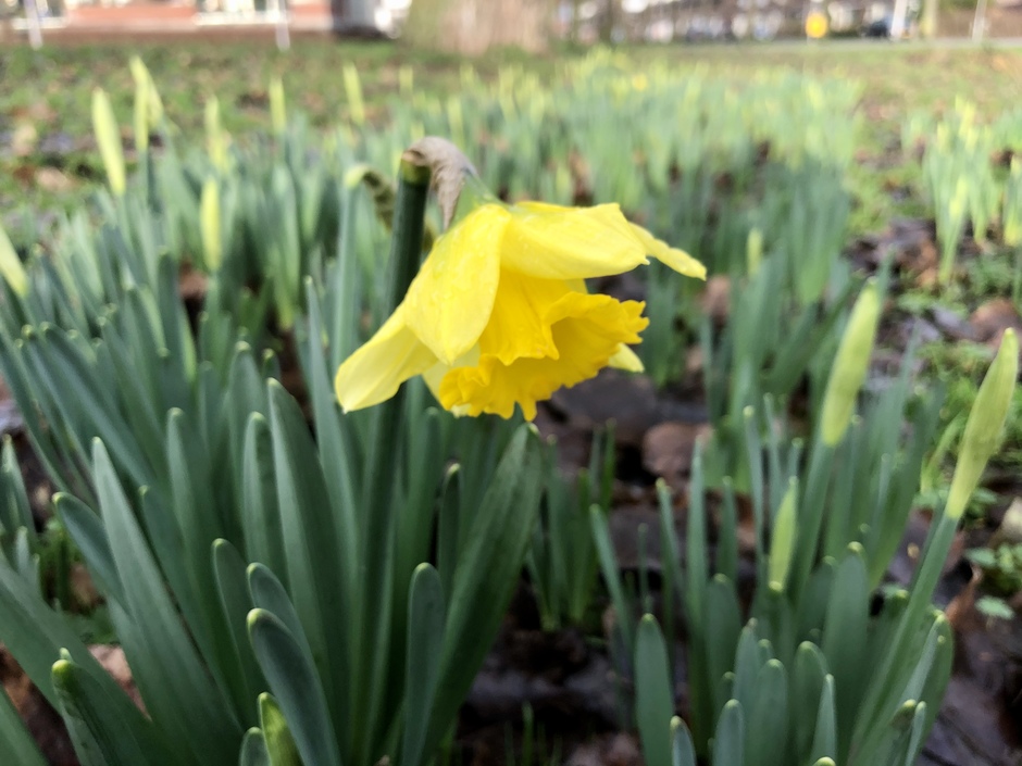 Narcis in volle bloei 